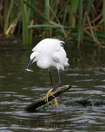Egret with Fish