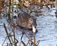 Female Mallard with a Fish