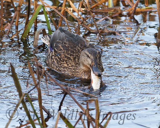 Female Mallard with a Fish
