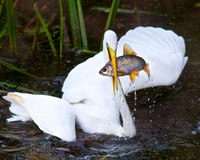 GWE with Fish