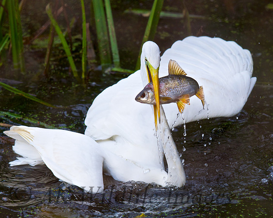 GWE with Fish