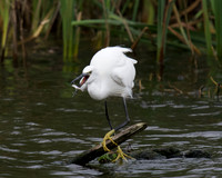 Little Egret with Fish