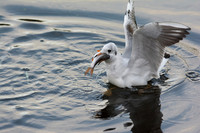 Black-headed Gull with Fish