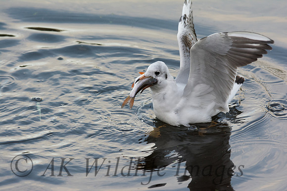 Black-headed Gull with Fish