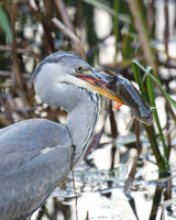 Heron with Fish