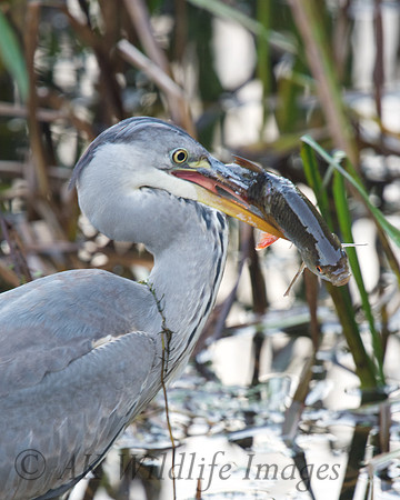 Heron with Fish