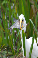 GWE with a Bream