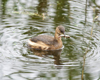 Little Grebe with a Fish