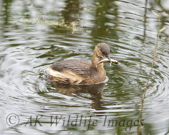 Little Grebe with a Fish