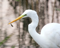 GWE with small Fish