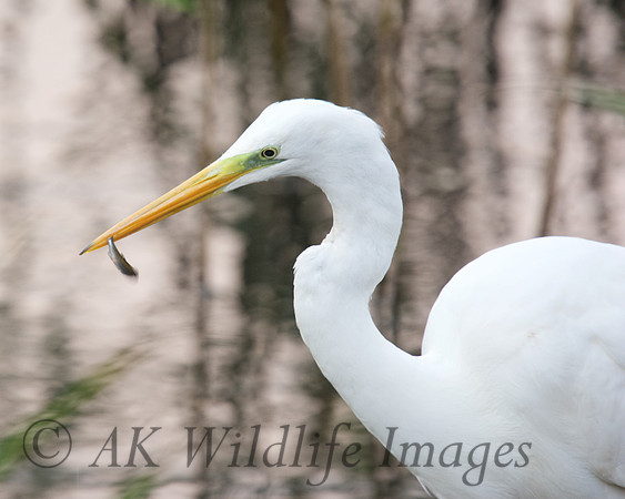 GWE with small Fish
