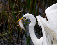 GWE with a Fish