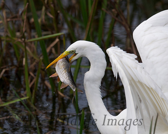 GWE with a Fish
