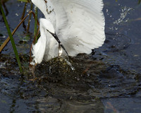 Birds with Fish