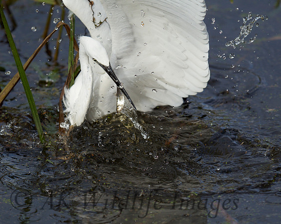 Little Egret with Fish
