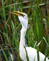 GWE