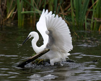 Little Egret with Fish