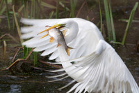 GWE with a big Fish