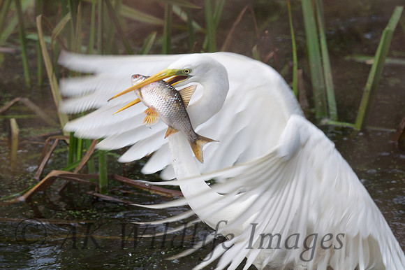 GWE with a big Fish