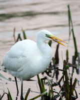 Great White Egret with a Fish