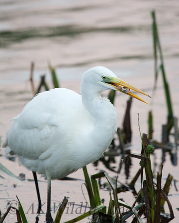 Great White Egret with a Fish