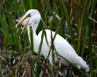 GWE with a Bream