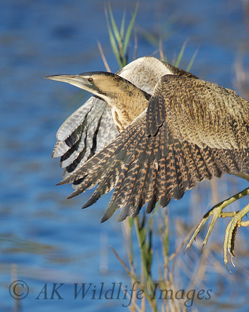 Landing Bittern