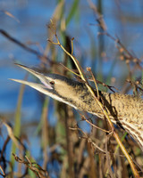 Calling Bittern