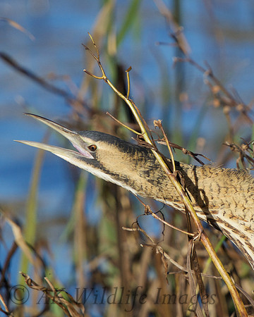 Calling Bittern