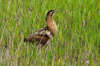 Bittern (Shapwick Heath NNR)