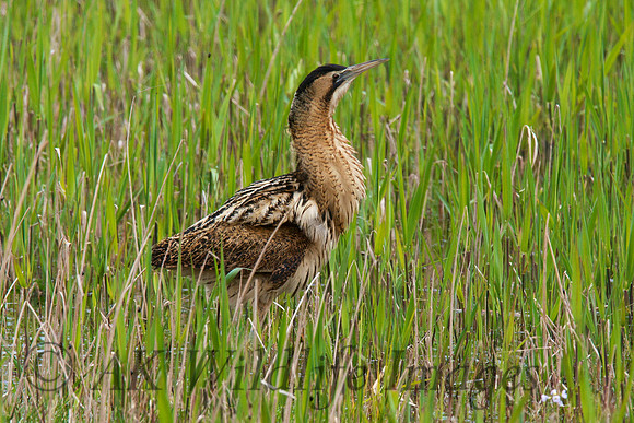 Bittern (Shapwick Heath NNR)