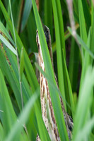 Bittern Hiding