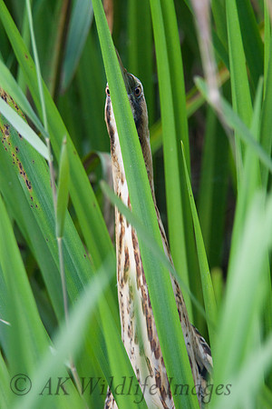 Bittern Hiding