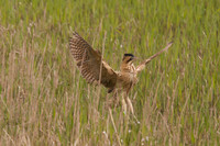 Bittern (Shapwick Heath NNR)