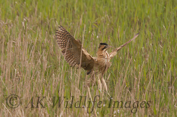 Bittern (Shapwick Heath NNR)