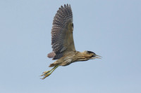 Bittern Flying over Loxton's