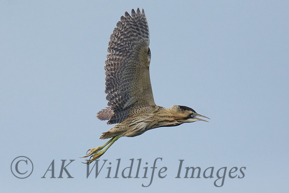 Bittern Flying over Loxton's