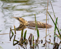 Bittern Swimming