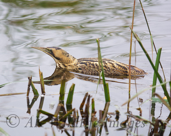 Bittern Swimming