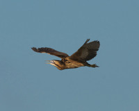 Bittern Calling