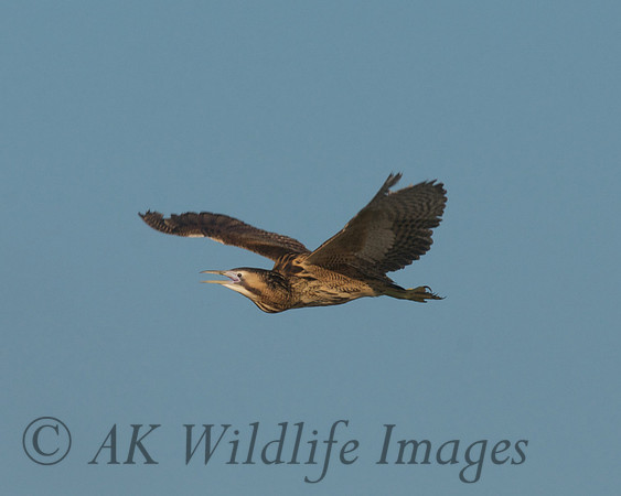 Bittern Calling