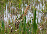 Bittern (Shapwick Heath NNR)