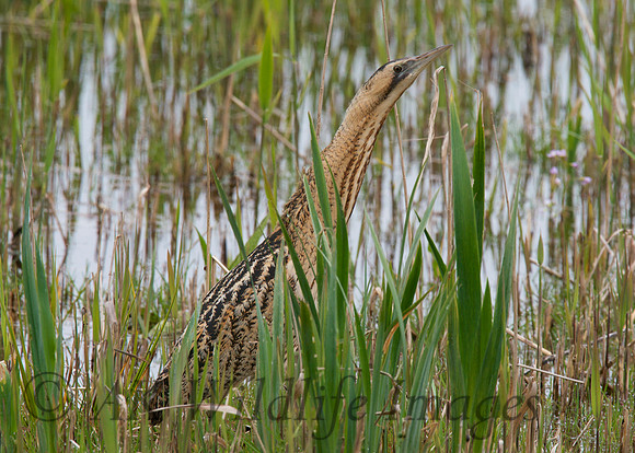 Bittern (Shapwick Heath NNR)