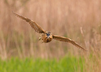 Bittern (Shapwick Heath NNR)