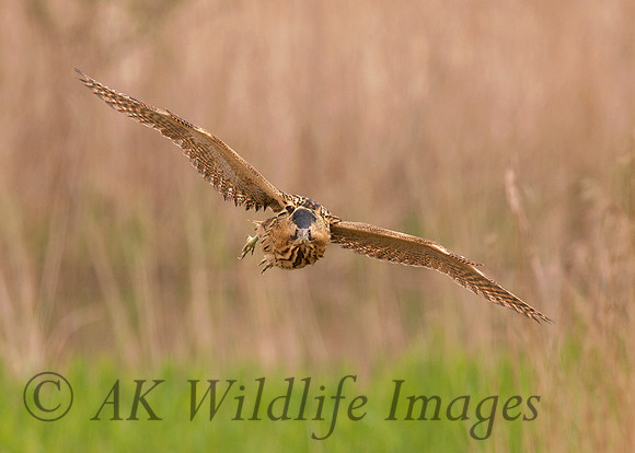Bittern (Shapwick Heath NNR)