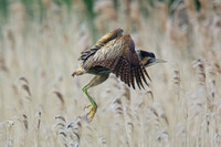 Low Flying Bittern 1