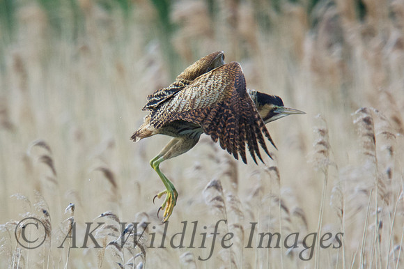 Low Flying Bittern 1
