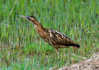 Bittern (Shapwick Heath NNR)