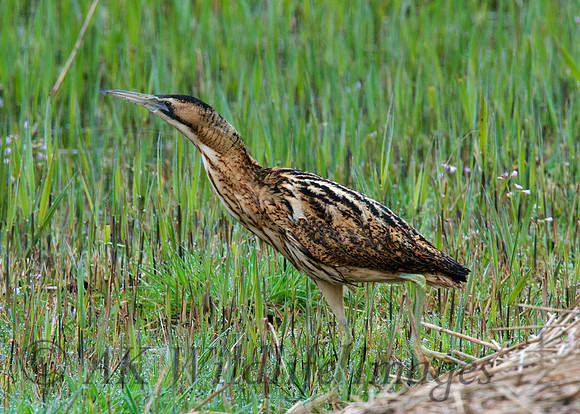 Bittern (Shapwick Heath NNR)