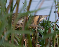 Bittern Hiding